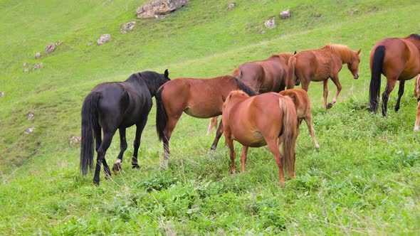 A Small Herd of Brown Horses with Foals Grazing on a Green Mountain Slope During the Day