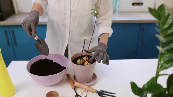 A Cute Girl Transplants a Plant at Home in Garden Gloves