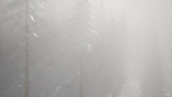 Misty Fog in Pine Forest on Mountain Slopes