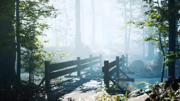 Wooden Bridge Into Forest with River