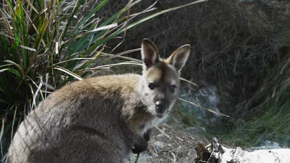 Close Up of a Bennetts Wallaby at a Beach