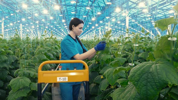 Female Gardener Works with Cucumber Plants.