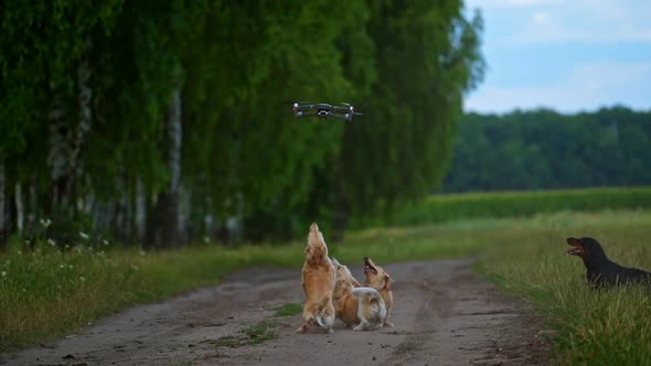 Happy dogs playing with drone. Playful puppies trying to catch drone