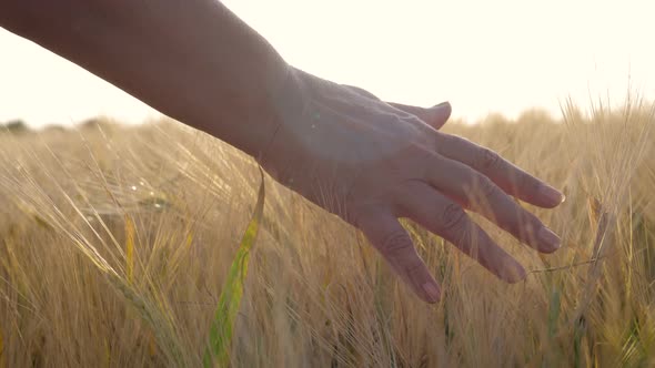 Close Up Woman Farmer Hands Touch Golden Ears Of Wheat In The Field At Sunset