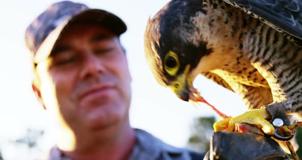 Man feeding falcon eagle on his hand