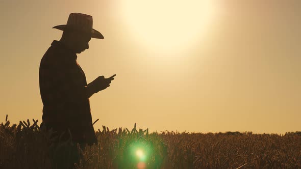 Young Farmer Working in a Wheat Field at Sunset.