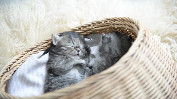 Cute Tabby Kittens Sleeping And Hugging In A Basket