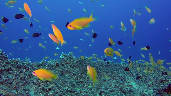 Colorful Underwater Seascape