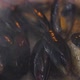 Cooking Mussels and Scallops in Frying Pan with Broth - VideoHive Item for Sale