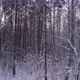 Winter In A Pine Forest - VideoHive Item for Sale