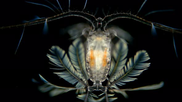 A Beautiful Crustacean Calocalanus Under a Microscope, Calanoida Order, Class Maxillopoda, Live in