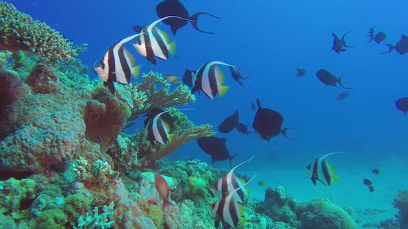 School of Banner Fish and Trigger Fish