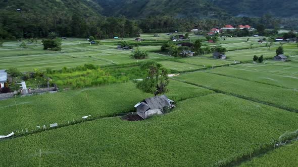 Mesmerizing view of rural landscape showing green farmlands during misty mornings. Aerial