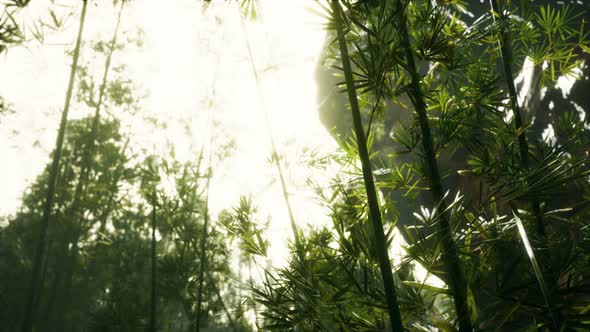 Green Bamboo Forest with Morning Sunlight