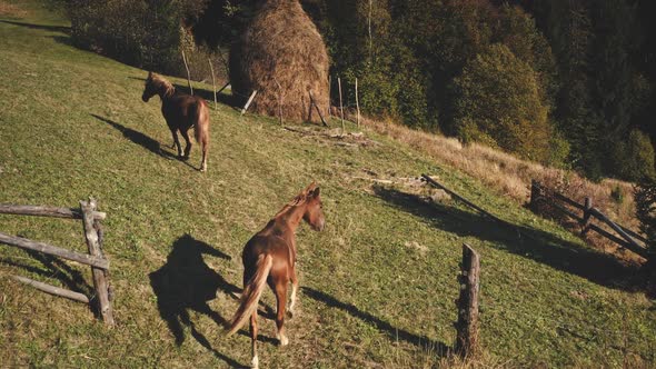 Horse at Green Grass Mountain Hill Aerial