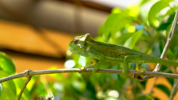 Cute green chameleon chewing its food after catching it