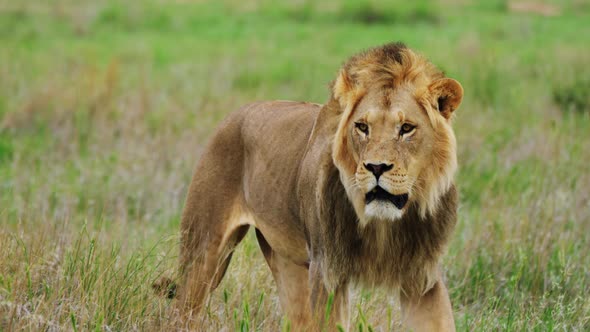 Wild Lion Walking Alone in A Grassy Field In Central Kalahari - close up shot