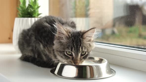 Cat Sits on the Windowsill Licking Milk From a Bowl