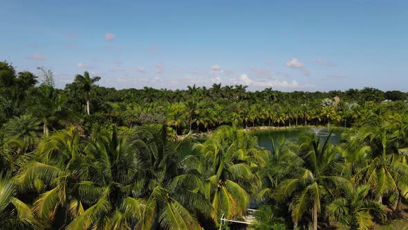 aerial view of a tropical landscape palm threes around an artificial lake