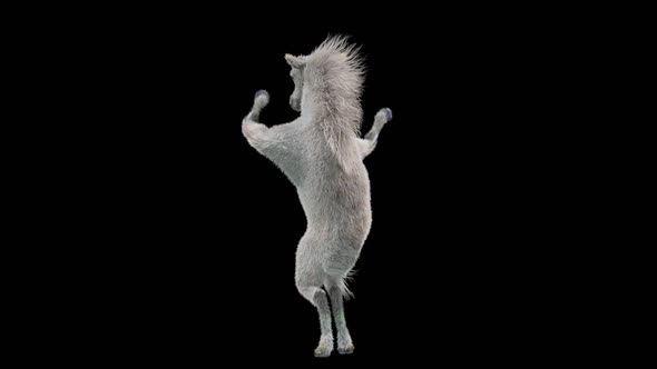 45 White Horse Dancing HD