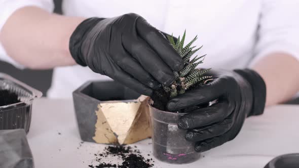 Cropped View of Hands in Black Gloves Planting Cactus