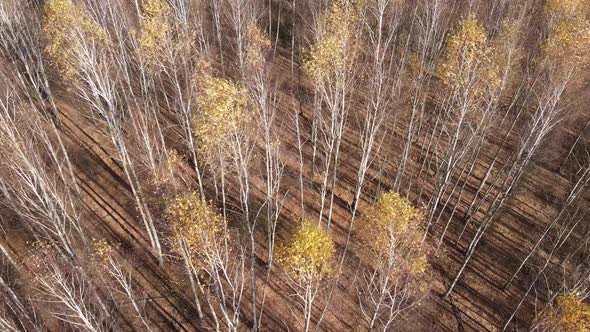 Forest with Trees in an Autumn Day