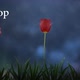 Tulip flower Night Loop HD - VideoHive Item for Sale