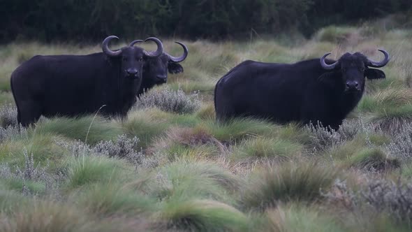 African buffalos looking, in the Kenyan bush, on a rainy day