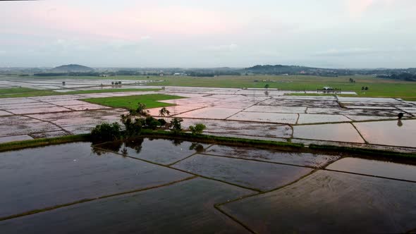 Aerial view reflection of paddy field and coconut