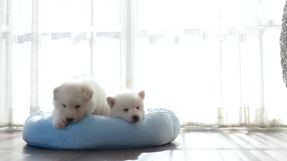 Two Of Siberian Husky Puppies On Pet Bed Under Sunlight