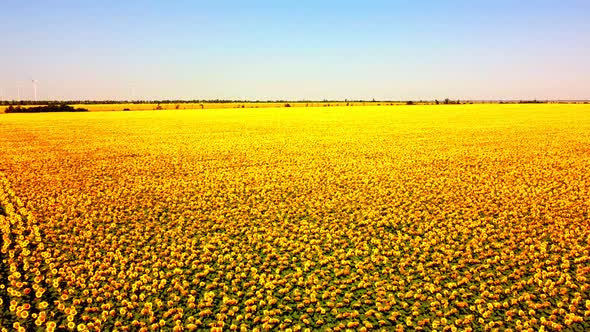 Aerial drone view of a flying over the sunflower field