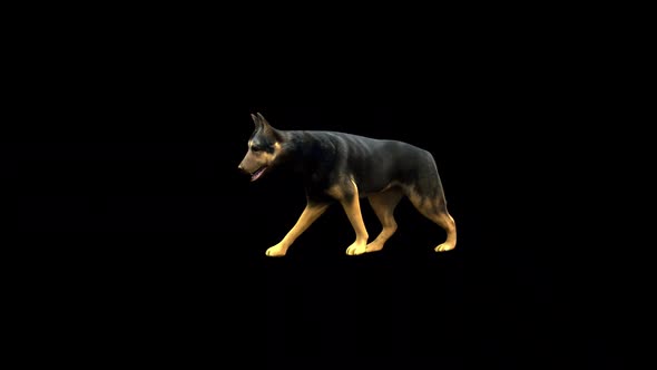 German Shepherd Walk alt