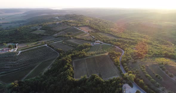 Aerial view of beautiful countryside at sunset with vineyard, Croatia.