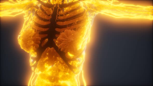 Colorful Human Body Animation Showing Bones and Organs alt