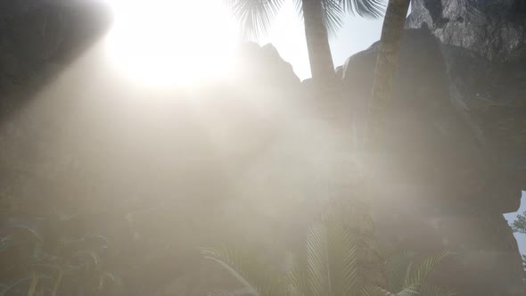 Big Palms in Stone Cave with Rays of Sunlight