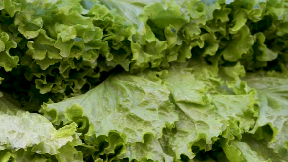 Fresh lettuces on display for sale at free fair. Panoramic plan. Shift