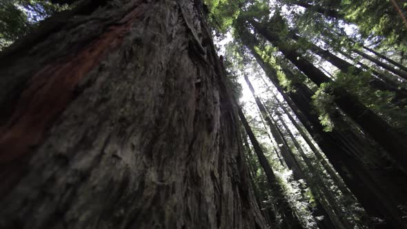 Looking Up At Redwood Tree With Truck Left With Rotation. Close Up