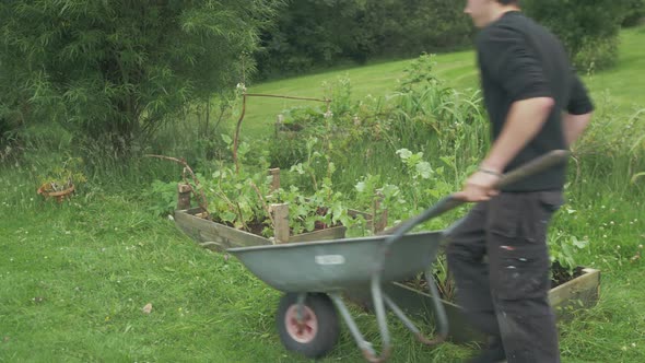 Young man pushes wheelbarrow through sustainable garden