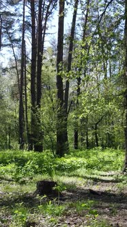 Vertical Video of Green Forest During the Day