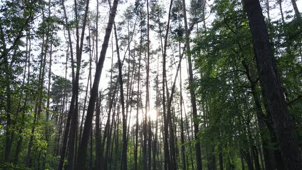 Summer Forest with Pine Trees Slow Motion