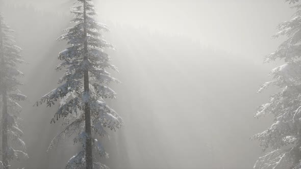 Misty Fog in Pine Forest on Mountain Slopes