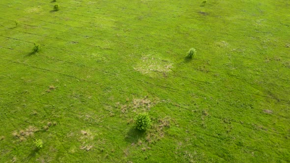Wild field with grass
