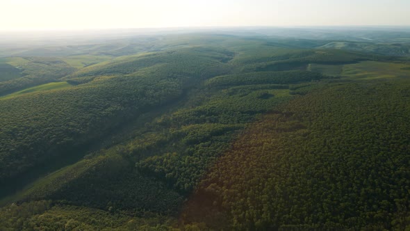 Aerial View of Forest in USA at Sunrise