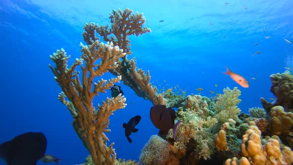 Underwater Tropical Sea Seascape