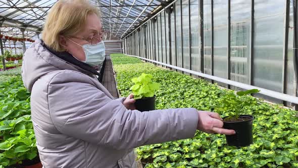 Senior woman in a medical mask chooses a geranium sprouts, green seedlings