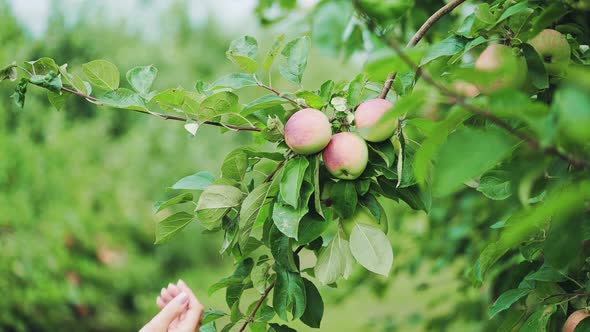 Woman Picking Up a Ripe Apple