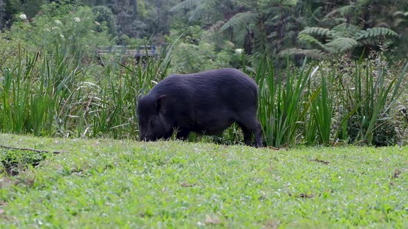 Large black sow pig eating grass and waggling swinging tail in Timor Leste, South East Asia