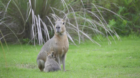Static view of adult female patagonian mara and its baby on grass