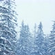 Snowfall Winter Forest Soft Snowy Christmas Morning Falling Snow - VideoHive Item for Sale