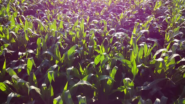 Flying Over Green Tops of Young Corn Sprouts on Sunny Morning